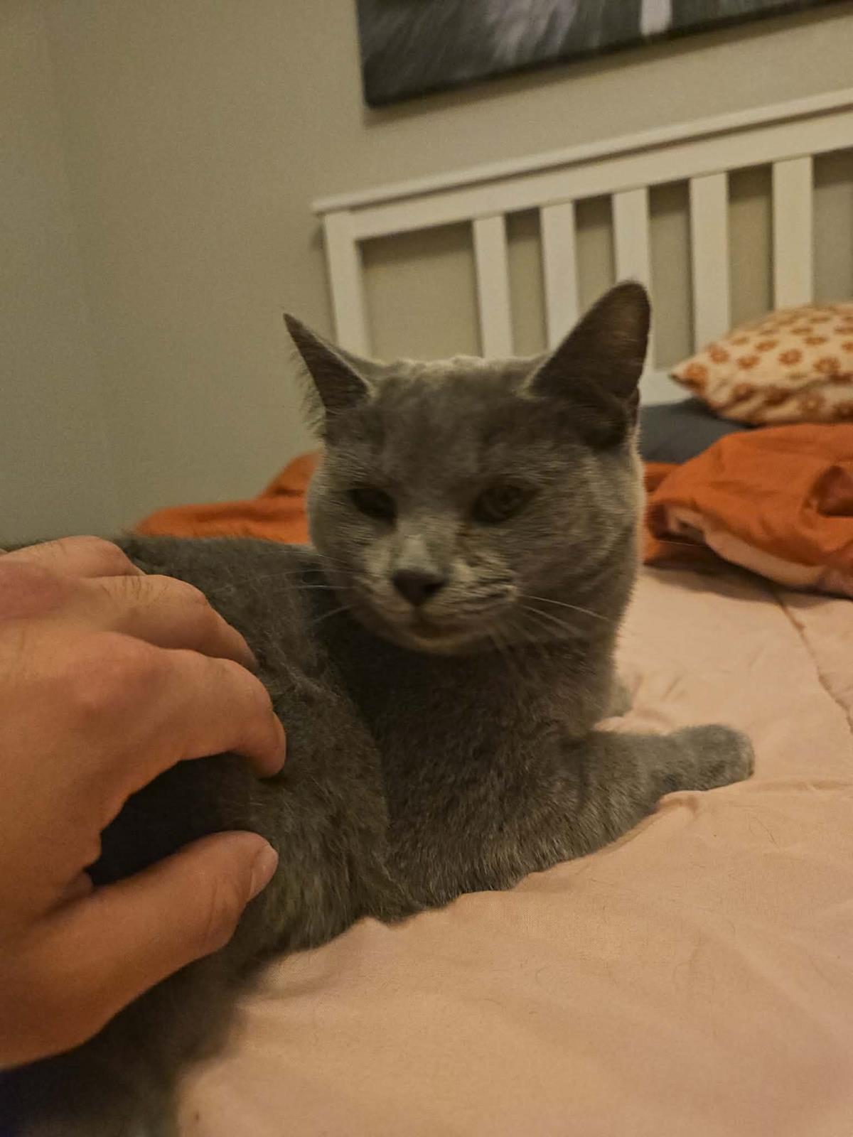 Sirena Jimenez, a Adoptable mixed breed in Chandler, AZ image 3/3