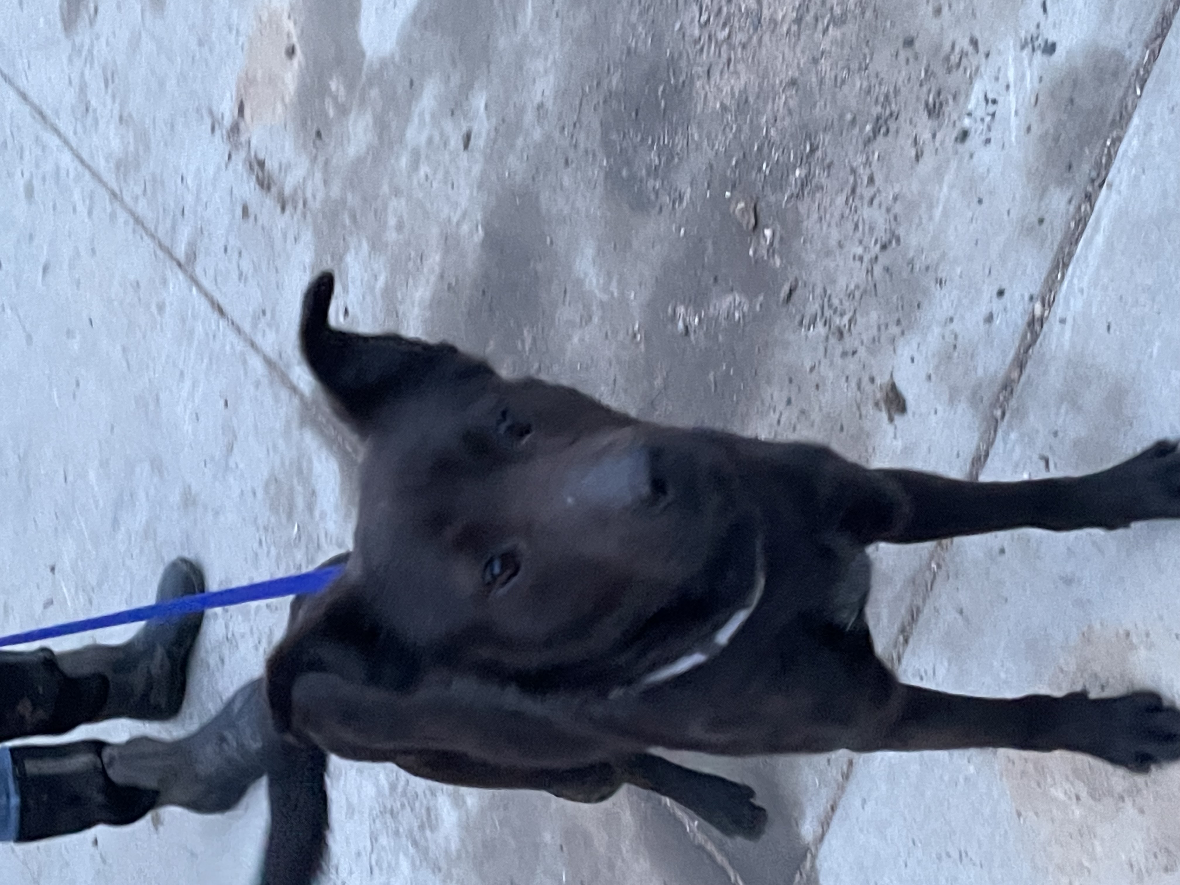 Dog for adoption Lucas, a Labrador Retriever & Terrier Mix in