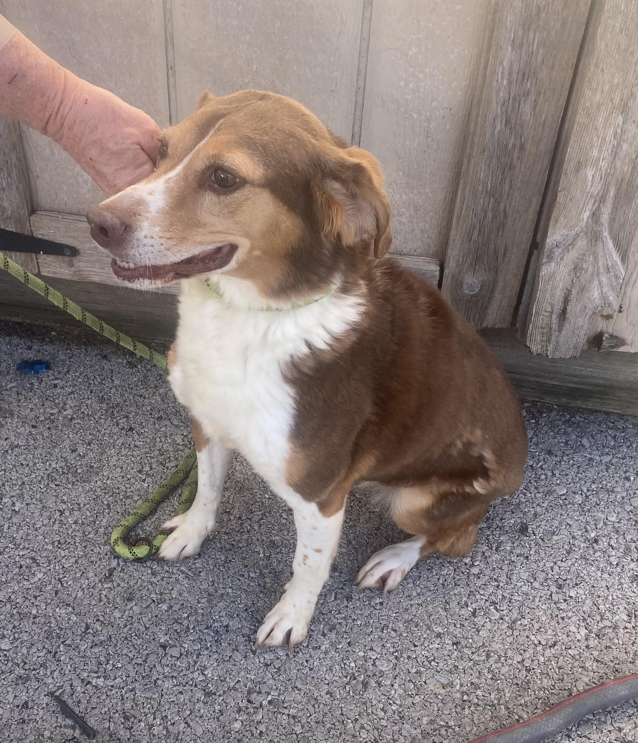 Maggie May-- SPONSORED, a Adoptable mixed breed in Hopkinsville, KY image 1/6