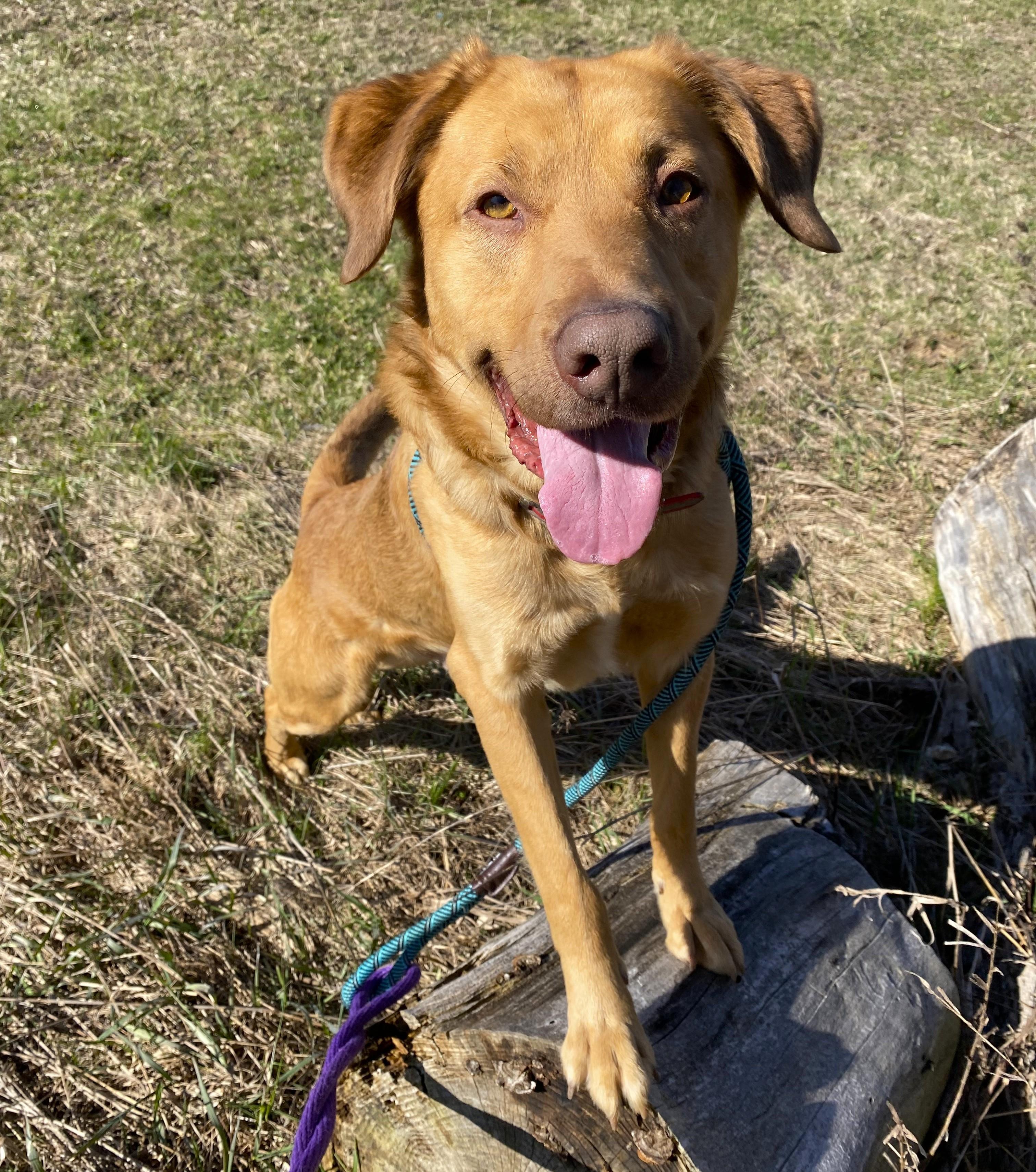 Odie photo 2
