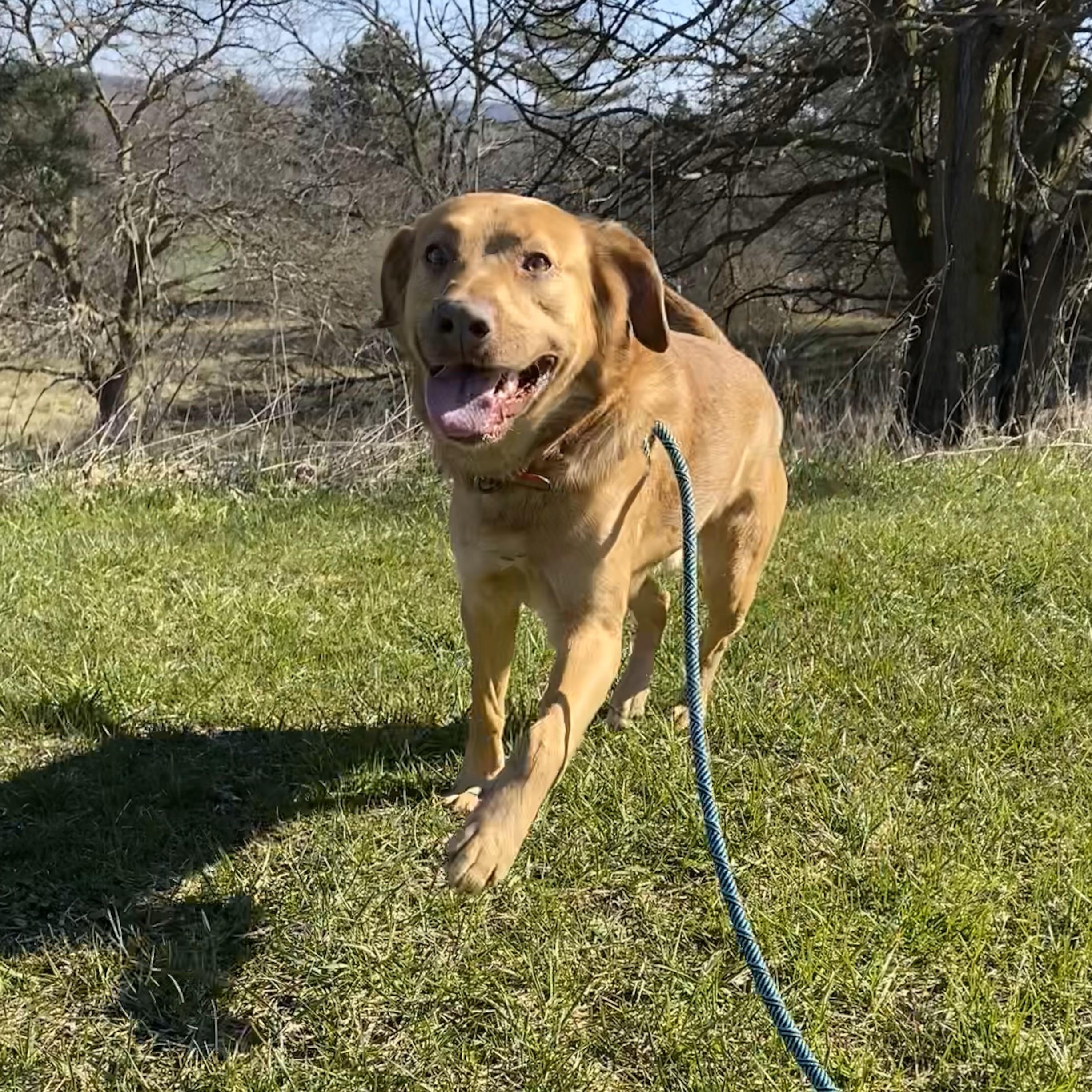 Odie photo 3