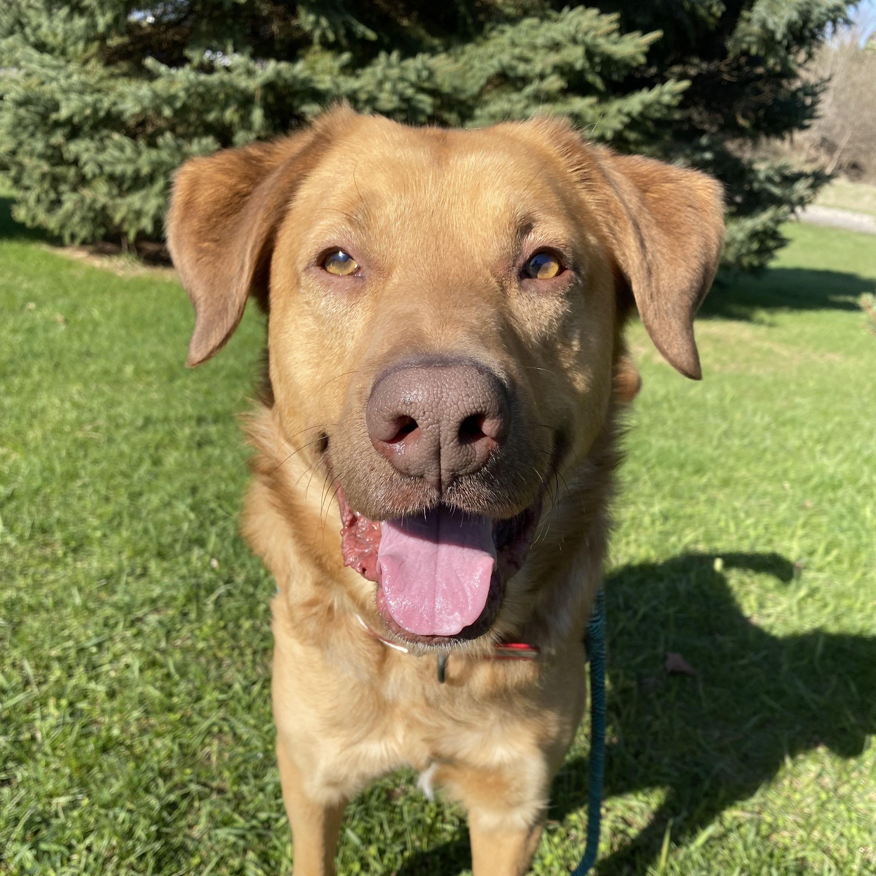 Odie, Adult Male unknown