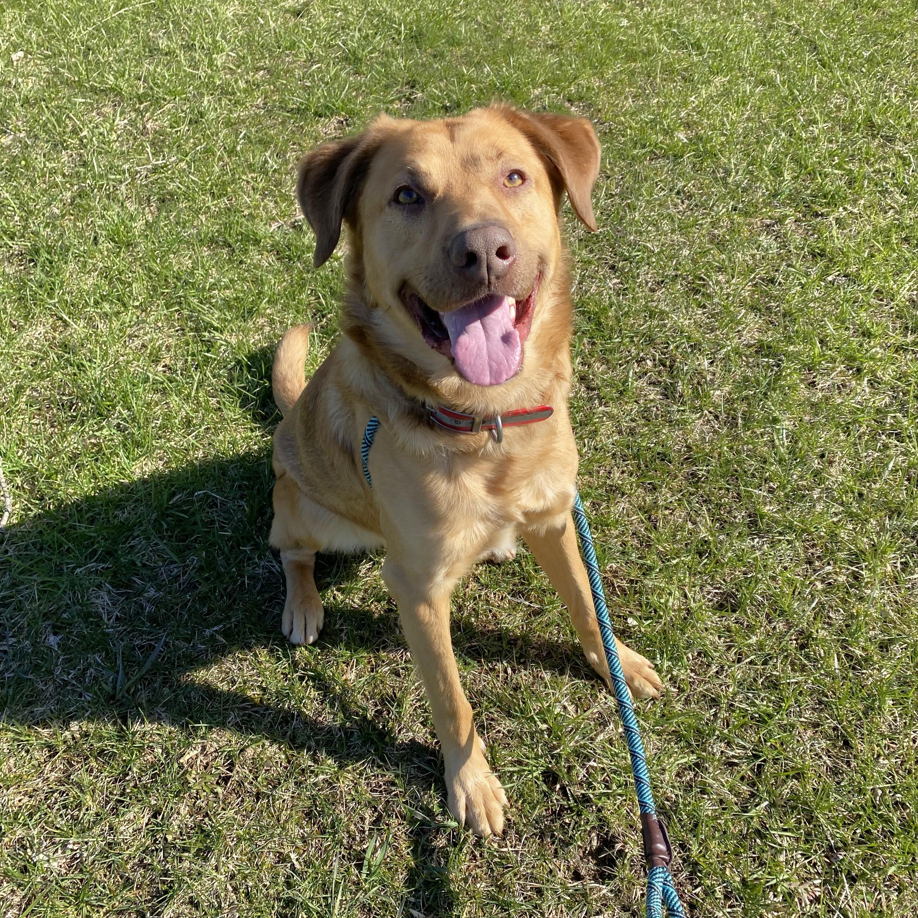Odie photo 6
