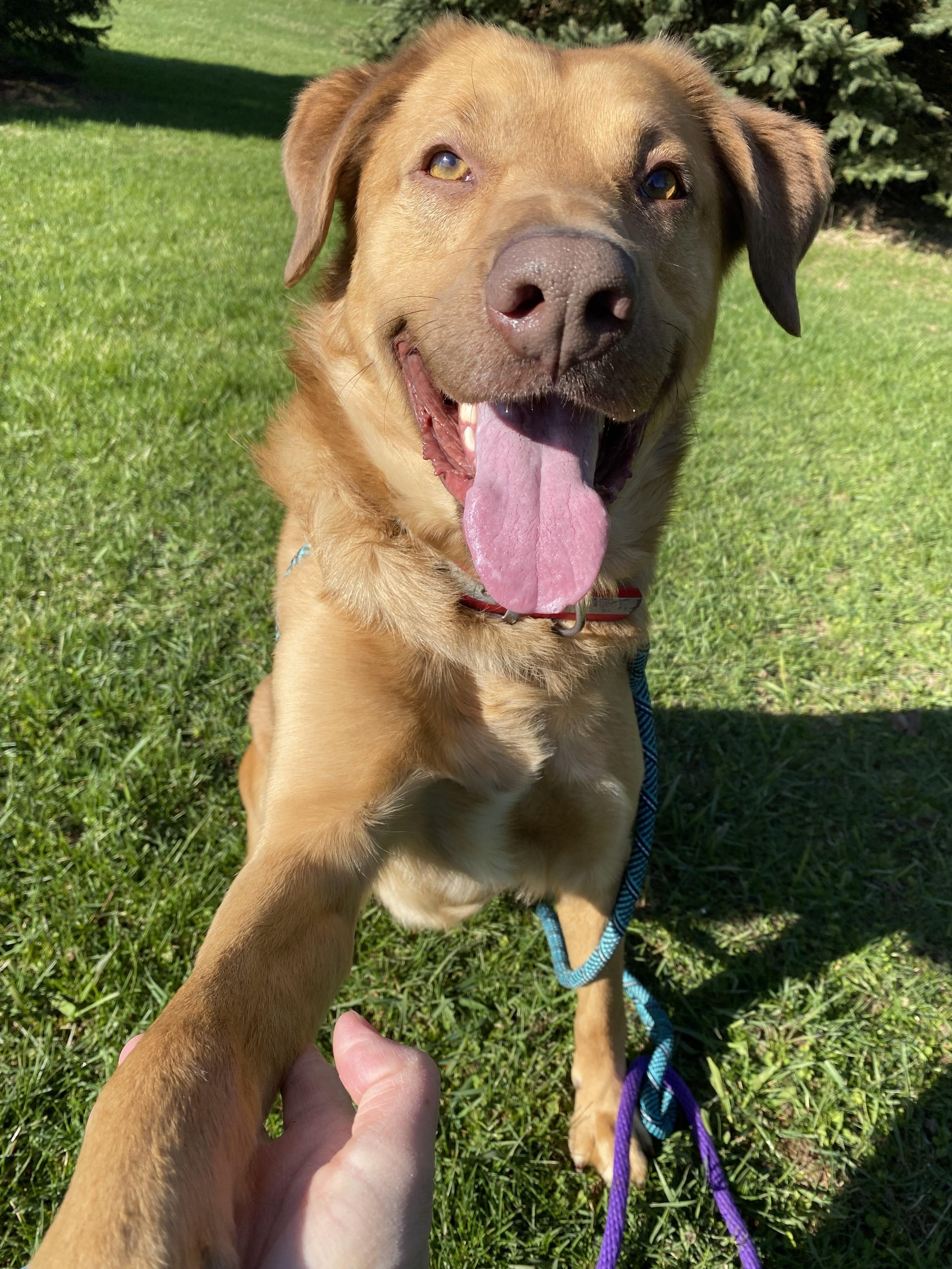 Odie photo 4