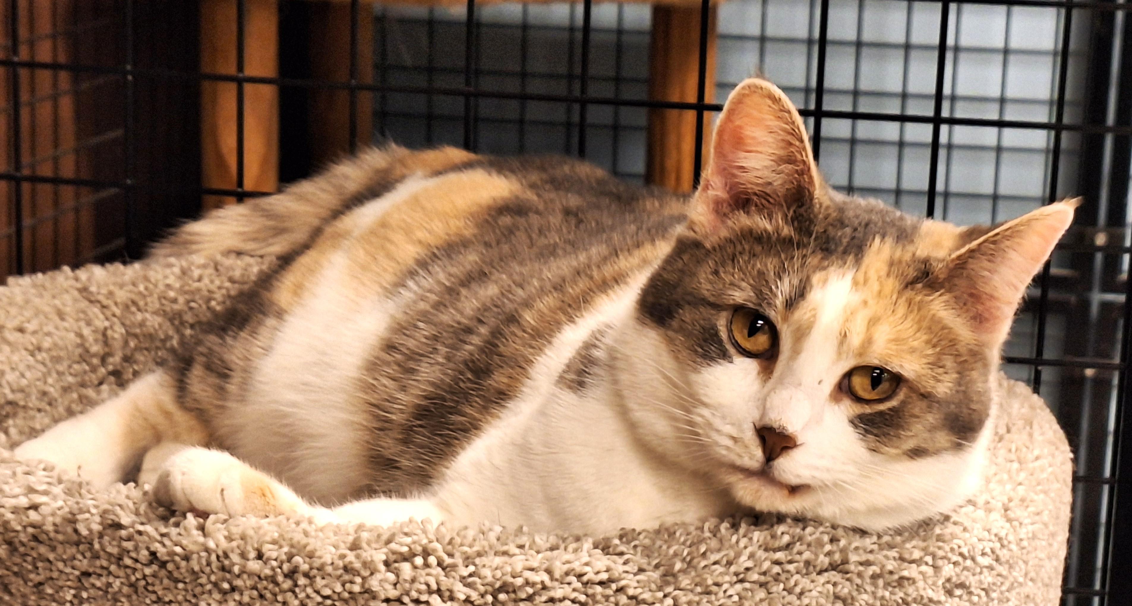 Mercy, an adopted mixed breed in Spokane, WA image 3/4