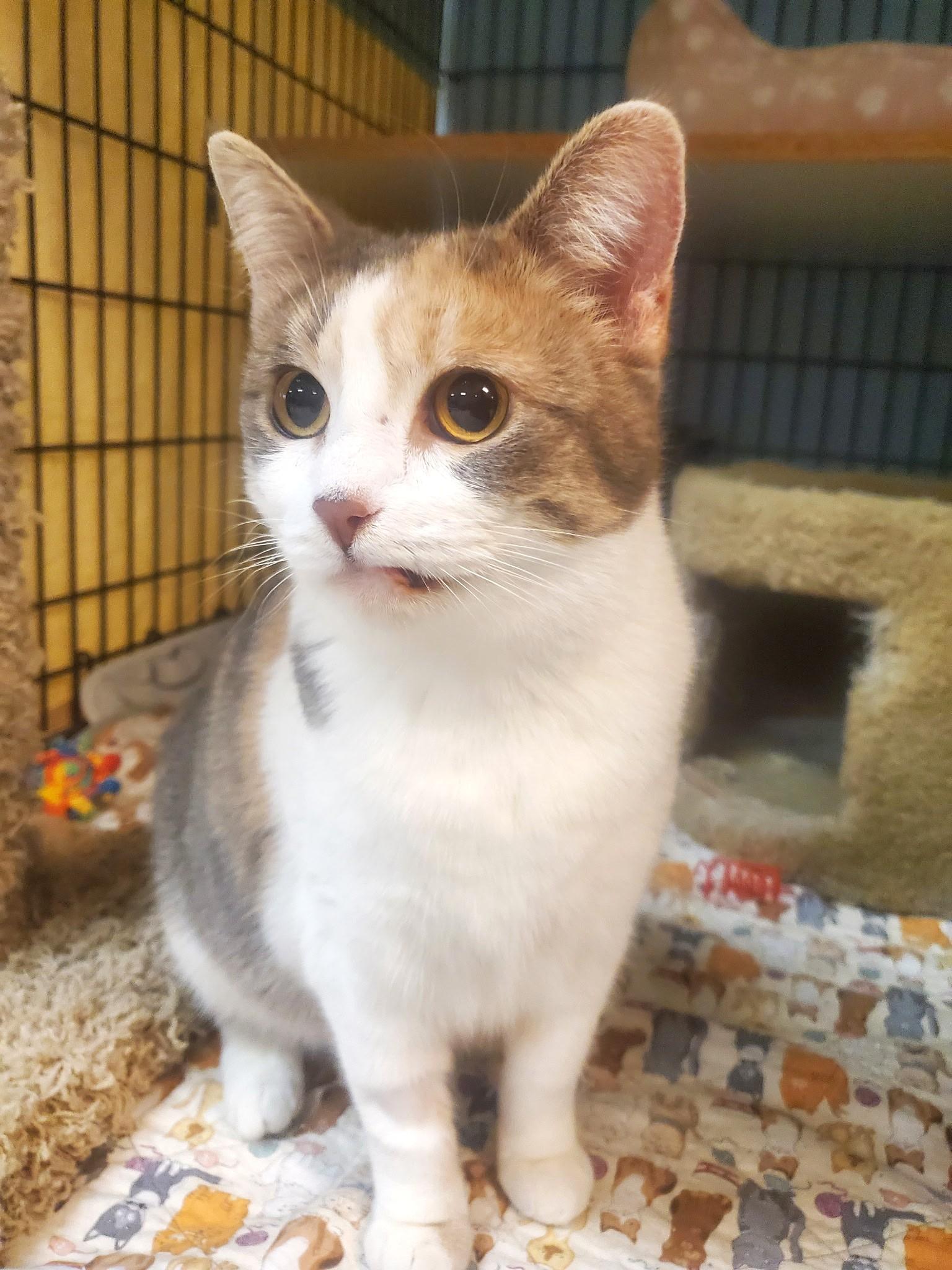 Mercy, adopted, Adult Female Dilute Calico & Domestic Short Hair.