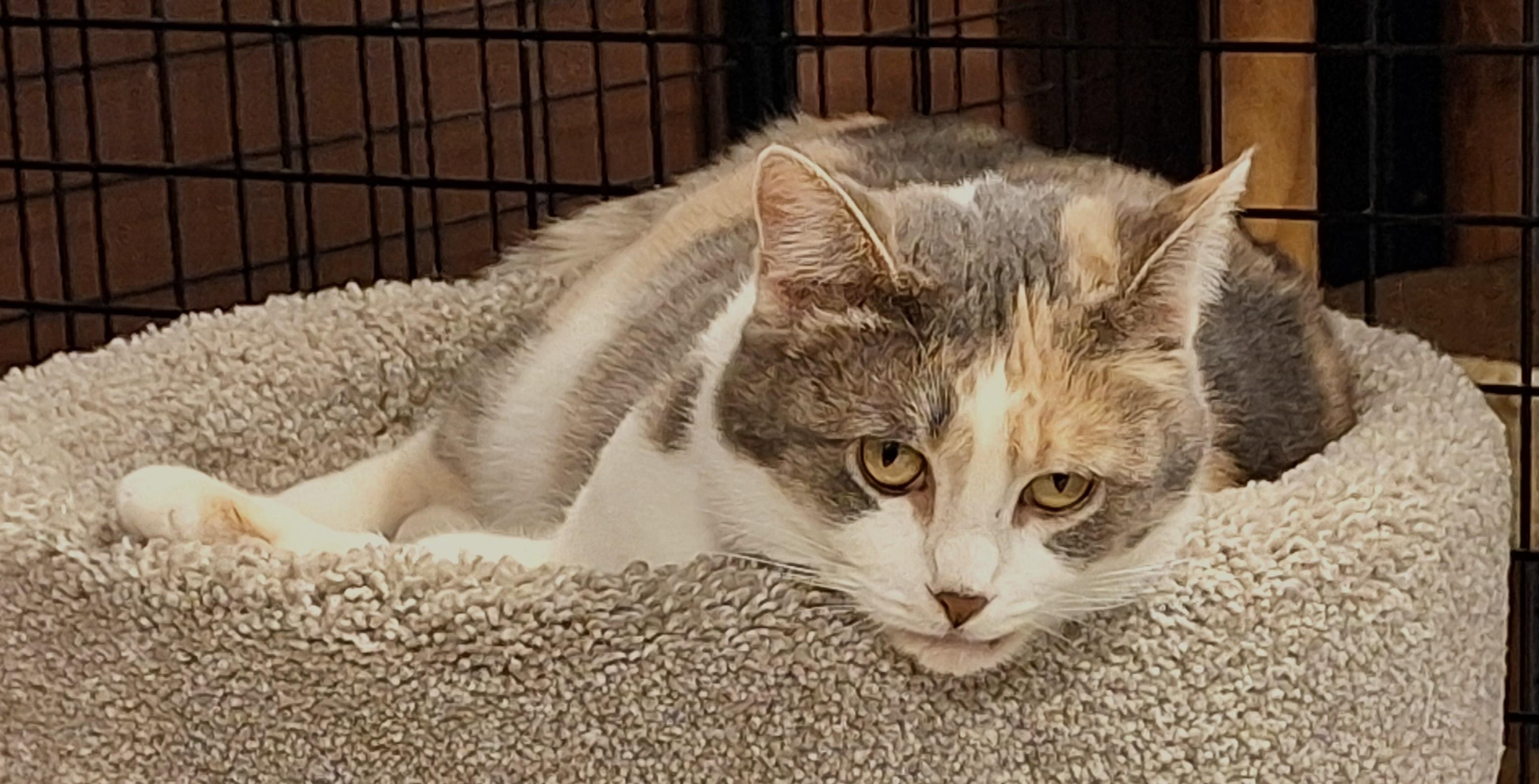 Mercy, an adopted mixed breed in Spokane, WA image 4/4