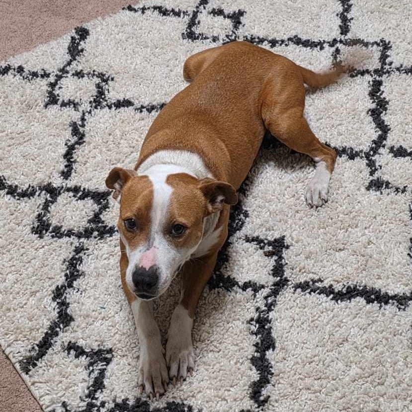 Molly, a Adoptable mixed breed in Conway, SC image 5/6