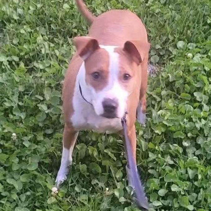 Molly, a Adoptable mixed breed in Conway, SC image 2/6