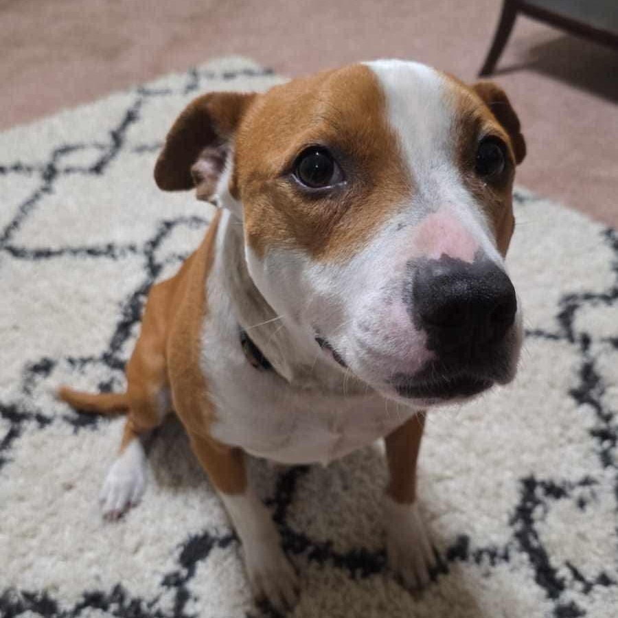 Molly, a Adoptable mixed breed in Conway, SC image 3/6