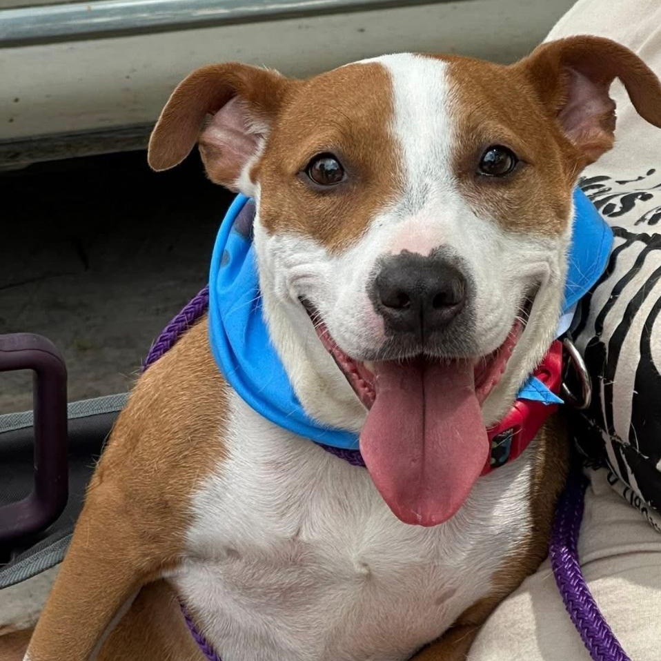 Molly, Adoptable, Adult Female Mixed Breed.