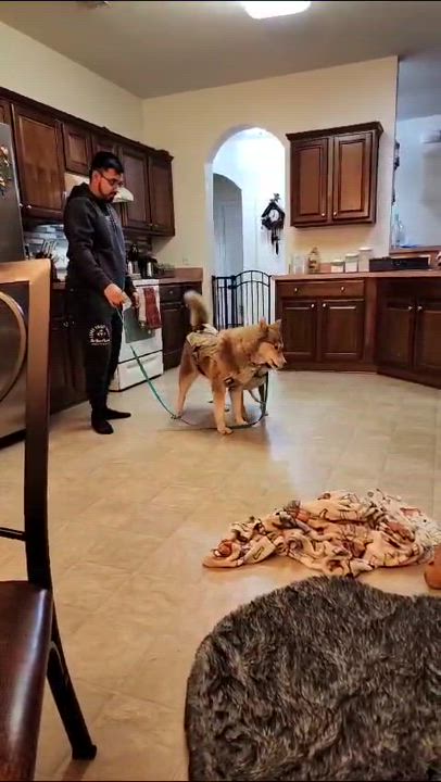 Enlarge Molly, a Adoptable mixed breed in Conway, SC video 4/6