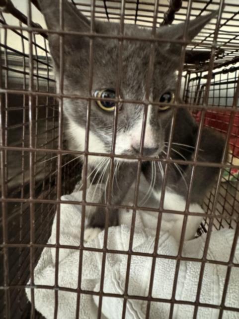 ASHY, Adoptable, Young Male Domestic Short Hair.