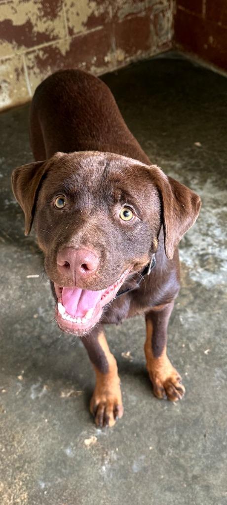 Enlarge Ash, a Adoptable mixed breed in Swainsboro, GA image 1/1