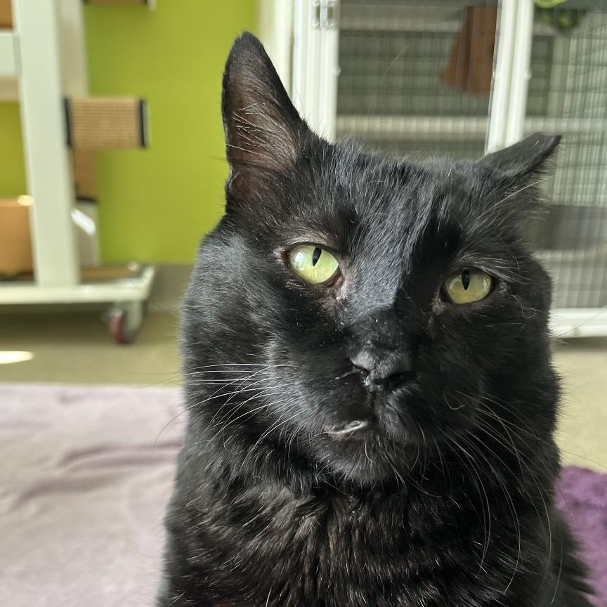 Enlarge Ears, a Adoptable Domestic Short Hair in Chicago, IL image 1/3