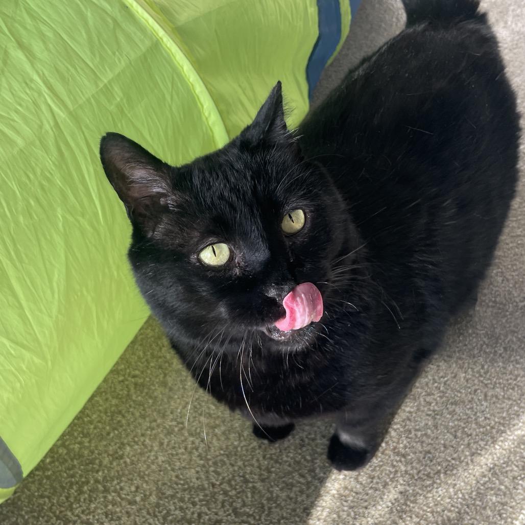 Enlarge Ears, a Adoptable Domestic Short Hair in Chicago, IL image 2/3