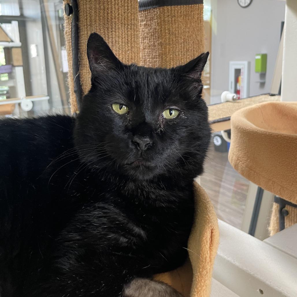 Ears, Adoptable, Senior Male Domestic Short Hair.