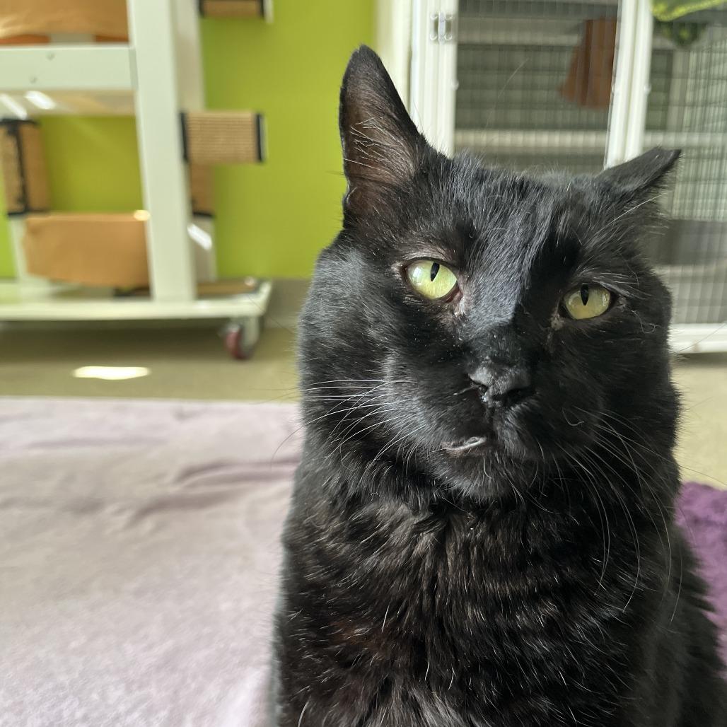Enlarge Ears, a Adoptable Domestic Short Hair in Chicago, IL image 2/2