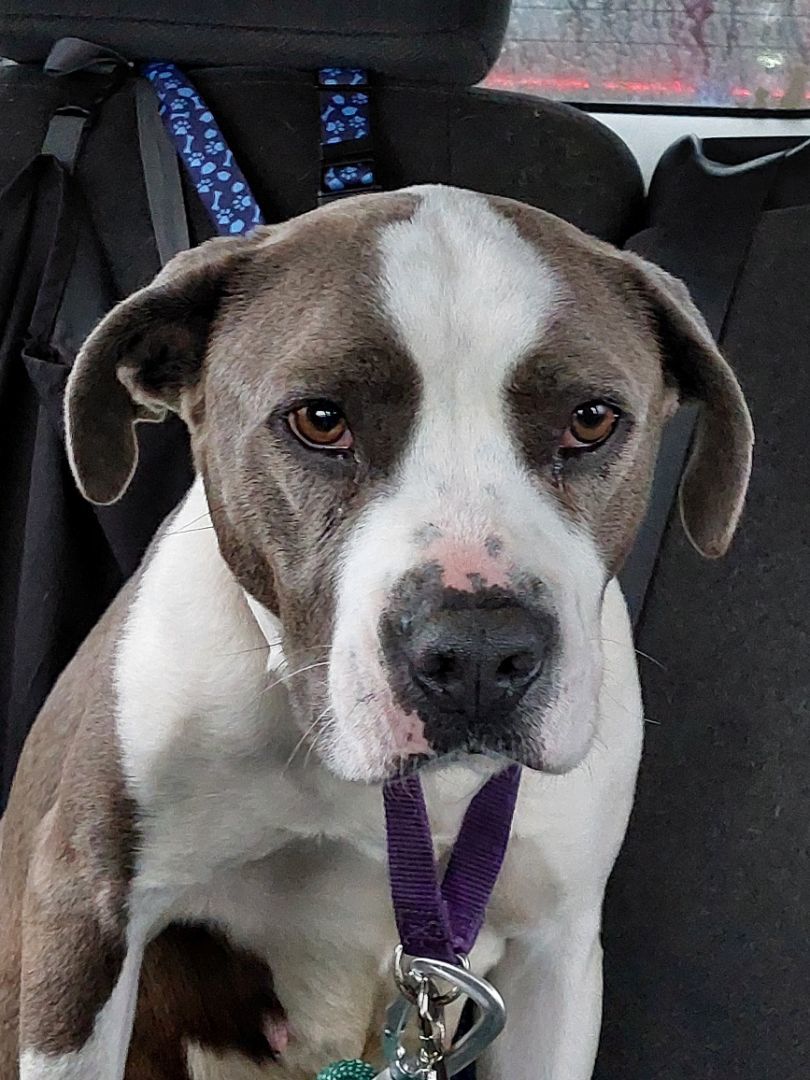 SUSIE, a Adoptable Terrier in Broadalbin, NY image 1/4