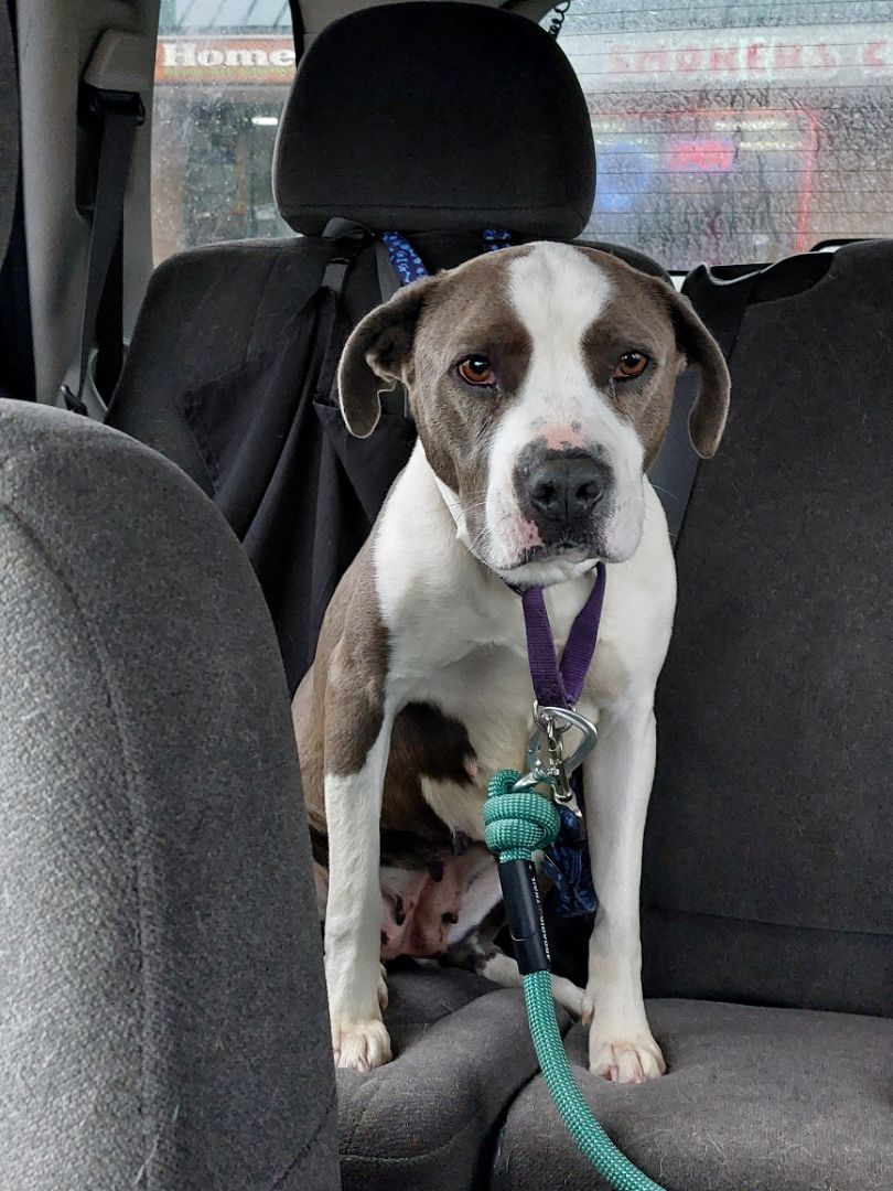 SUSIE, a Adoptable Terrier in Broadalbin, NY image 2/4