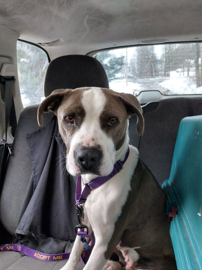 SUSIE, a Adoptable Terrier in Broadalbin, NY image 3/4