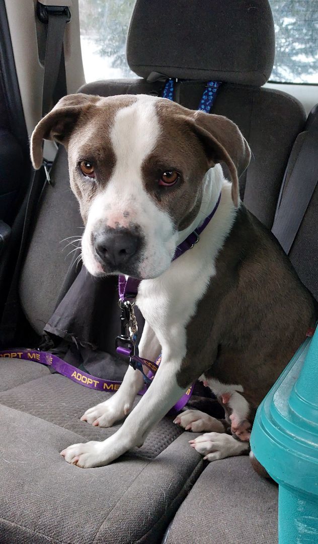 SUSIE, a Adoptable Terrier in Broadalbin, NY image 4/4