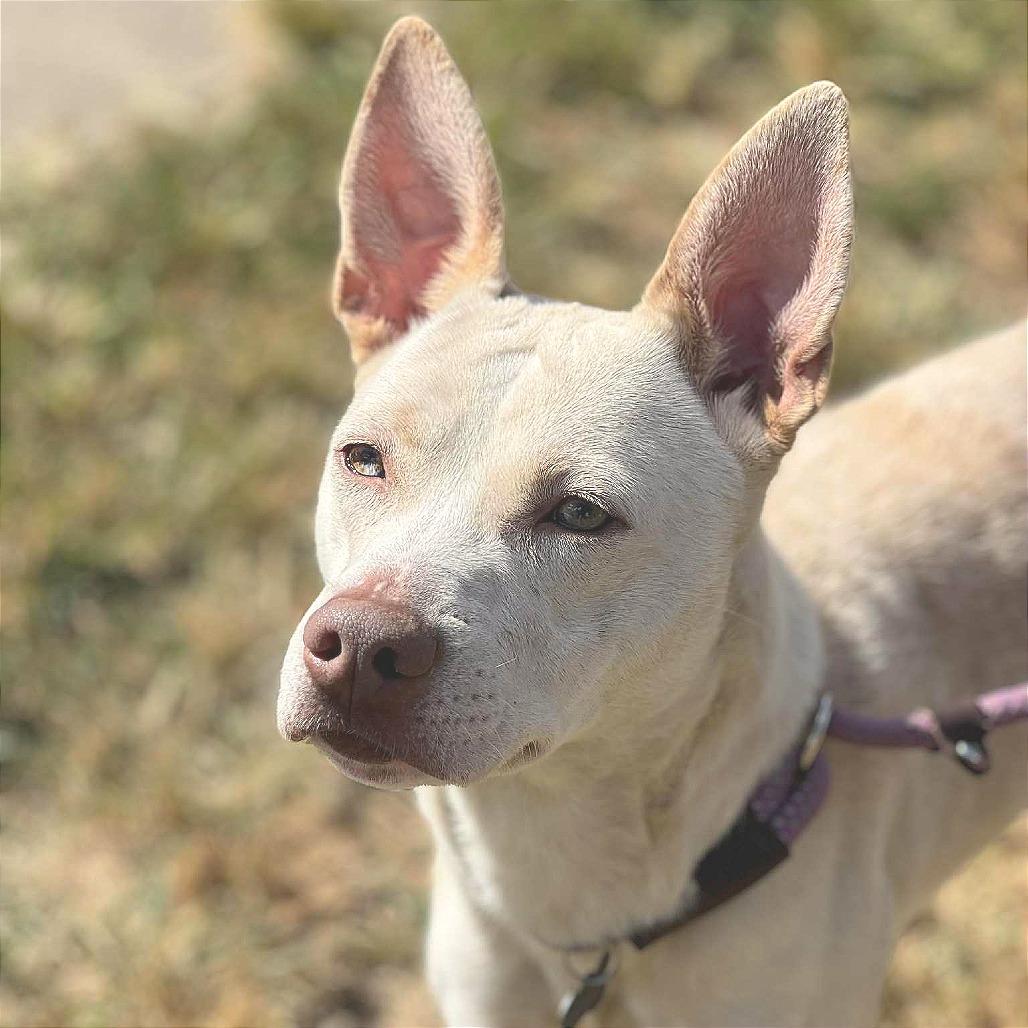 Enlarge Baby Girl, a Adoptable Mixed Breed in Huntington, WV image 1/6