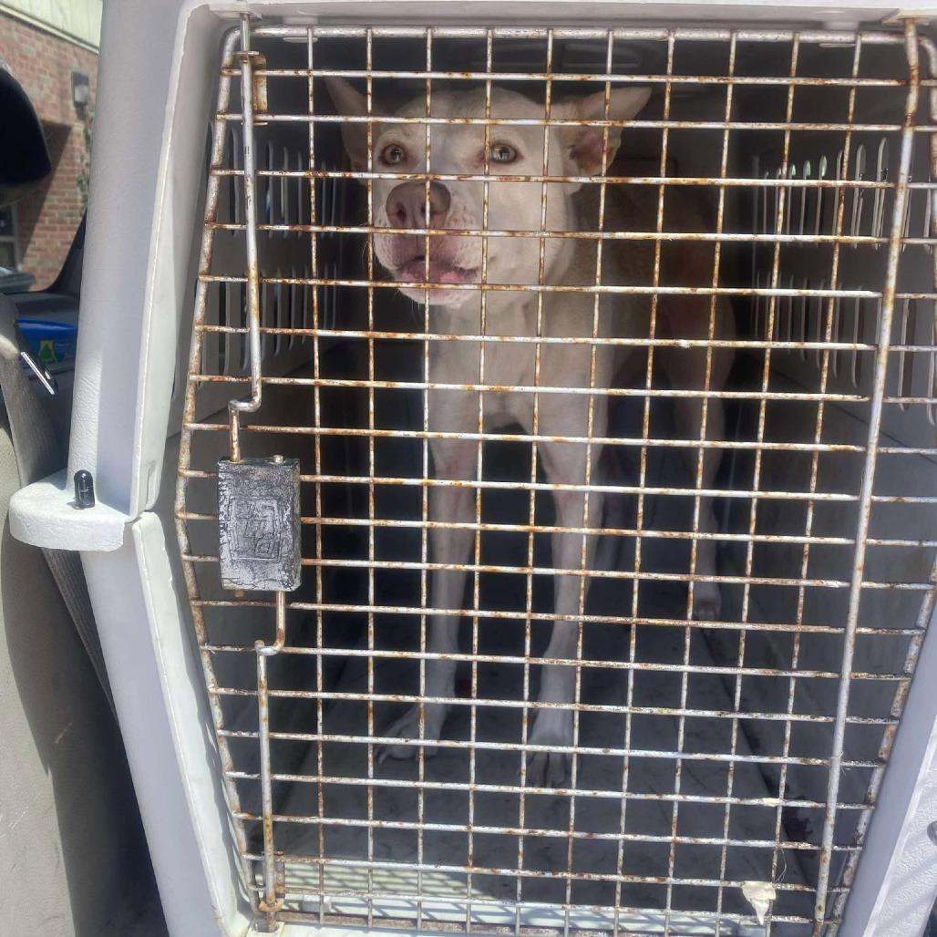 Enlarge Baby Girl, a Adoptable Mixed Breed in Huntington, WV image 2/6