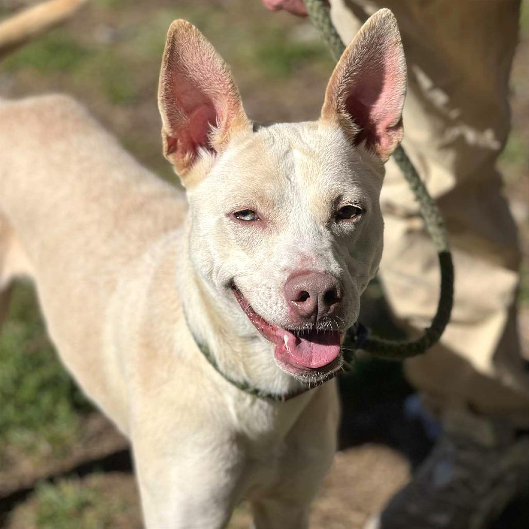 Enlarge Baby Girl, a Adoptable Mixed Breed in Huntington, WV image 3/6