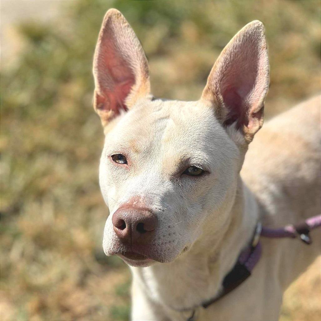 Enlarge Baby Girl, a Adoptable Mixed Breed in Huntington, WV image 4/6