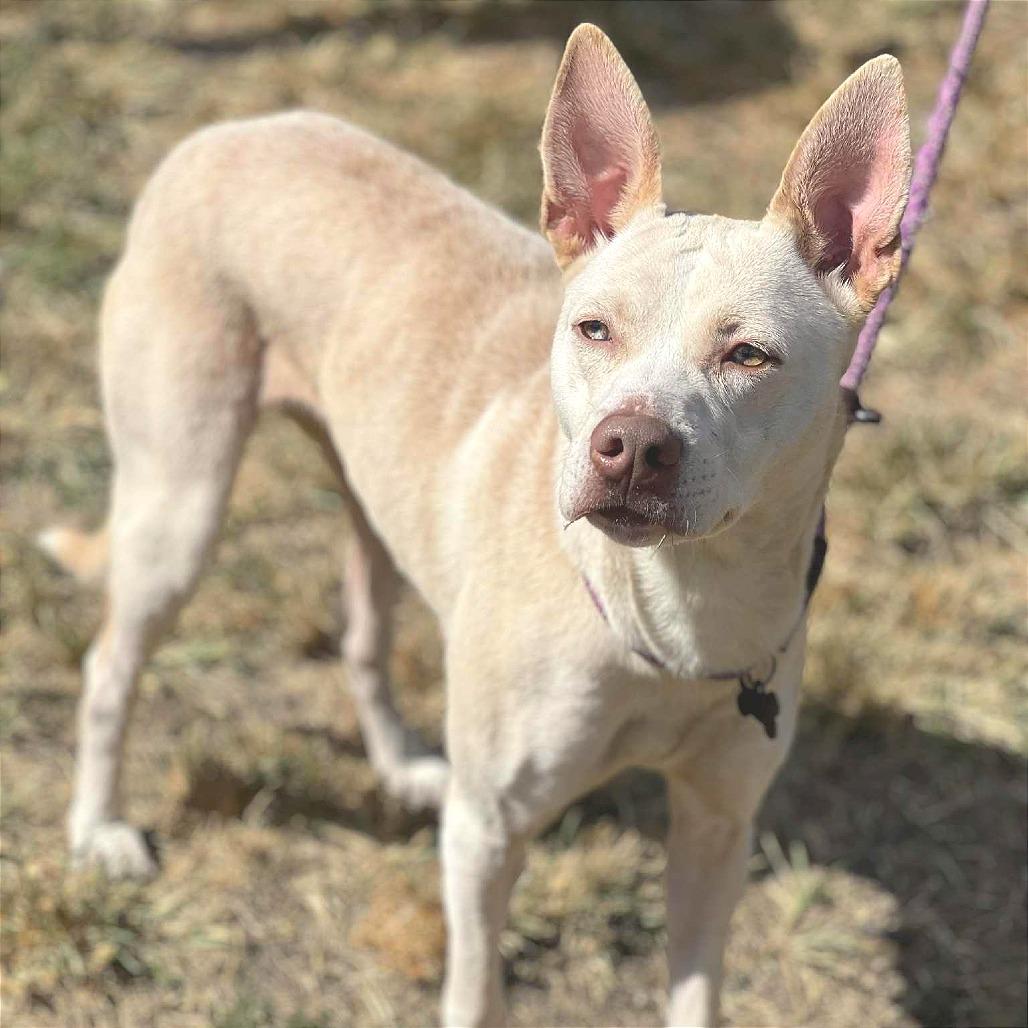 Enlarge Baby Girl, a Adoptable Mixed Breed in Huntington, WV image 5/6