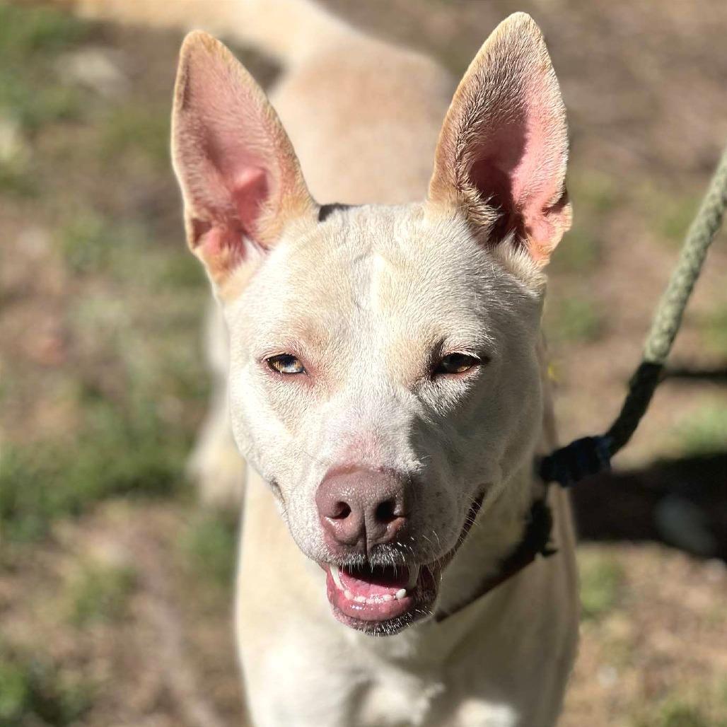 Enlarge Baby Girl, a Adoptable Mixed Breed in Huntington, WV image 6/6