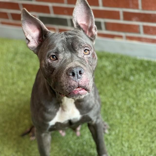 Enlarge ROUSEY, a Adoptable Pit Bull Terrier in Edmond, OK image 1/1