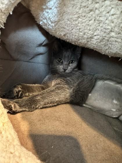 Bubbles, Adoptable, Adult Female Domestic Short Hair & Domestic Short Hair.