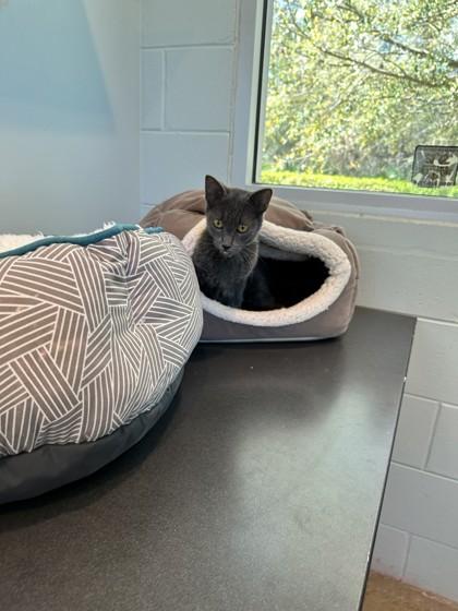 Enlarge Bubbles, a Adoptable mixed breed in Palm Coast, FL image 2/3