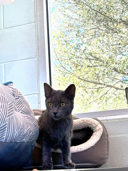 Enlarge Bubbles, a Adoptable mixed breed in Palm Coast, FL image 3/3