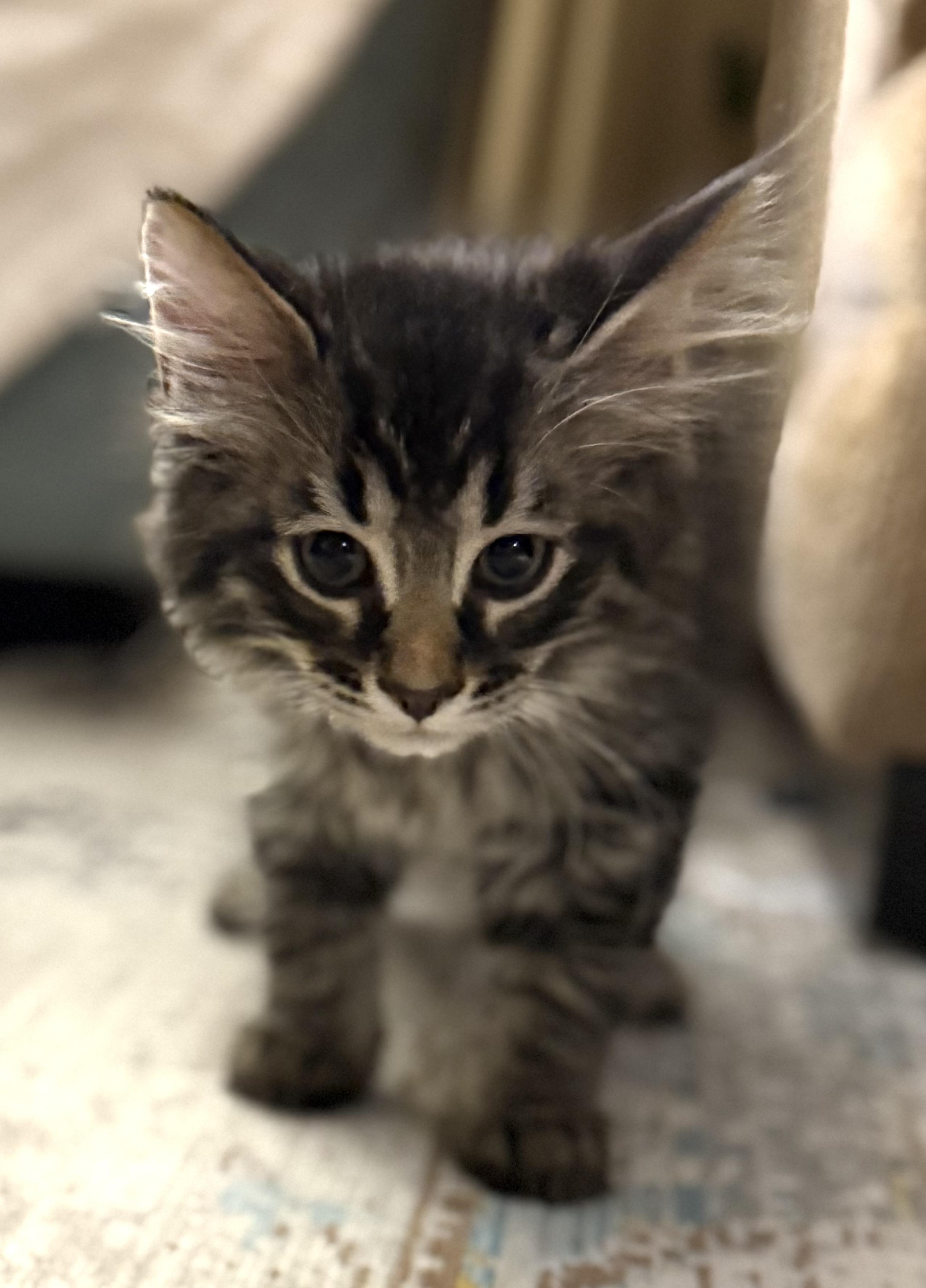 Enlarge Tigerkitty, a Adopted Domestic Long Hair in St. Paul, MN image 1/5