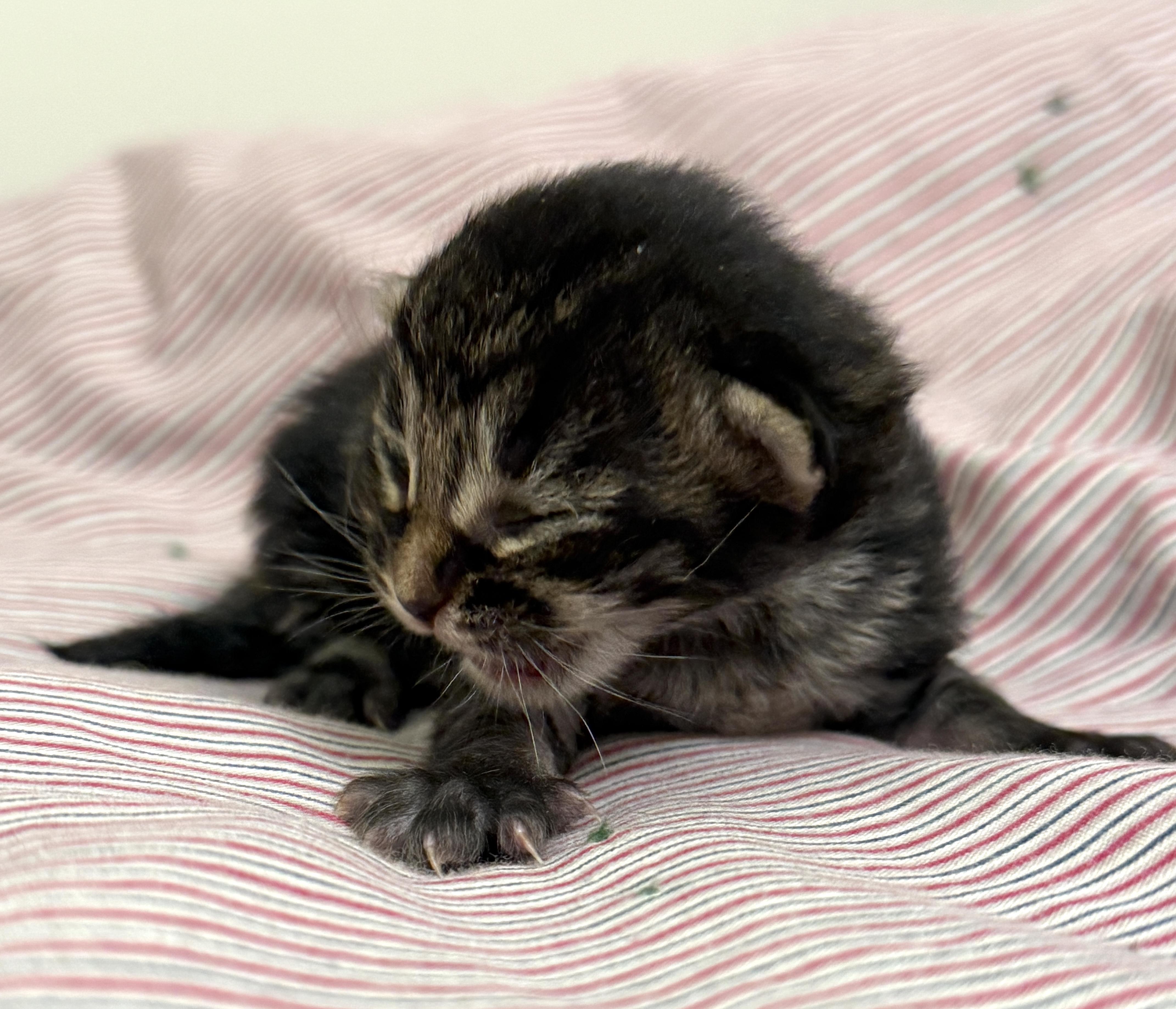 Enlarge Tigerkitty, a Adopted Domestic Long Hair in St. Paul, MN image 2/5
