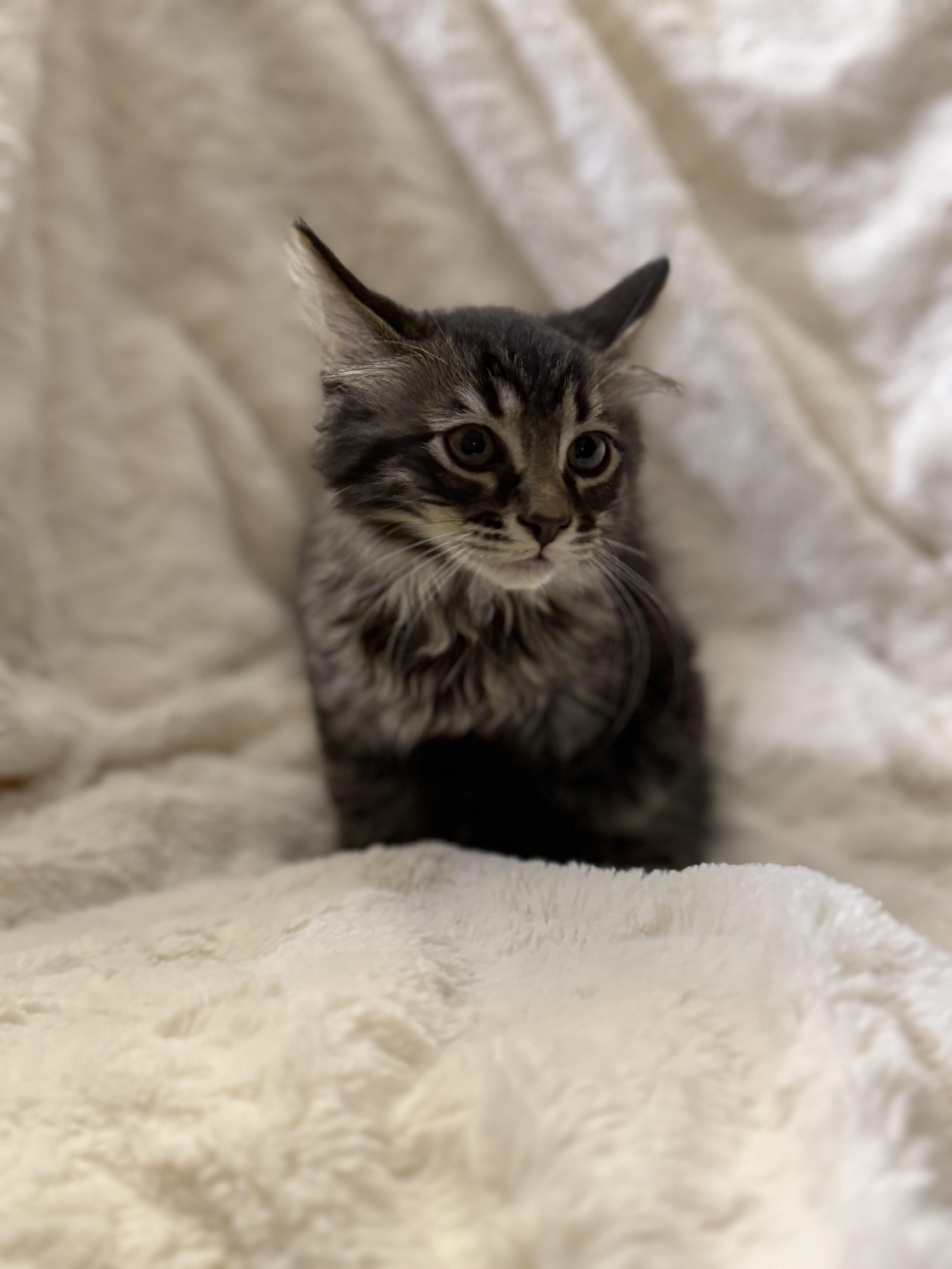 Enlarge Tigerkitty, a Adopted Domestic Long Hair in St. Paul, MN image 3/5