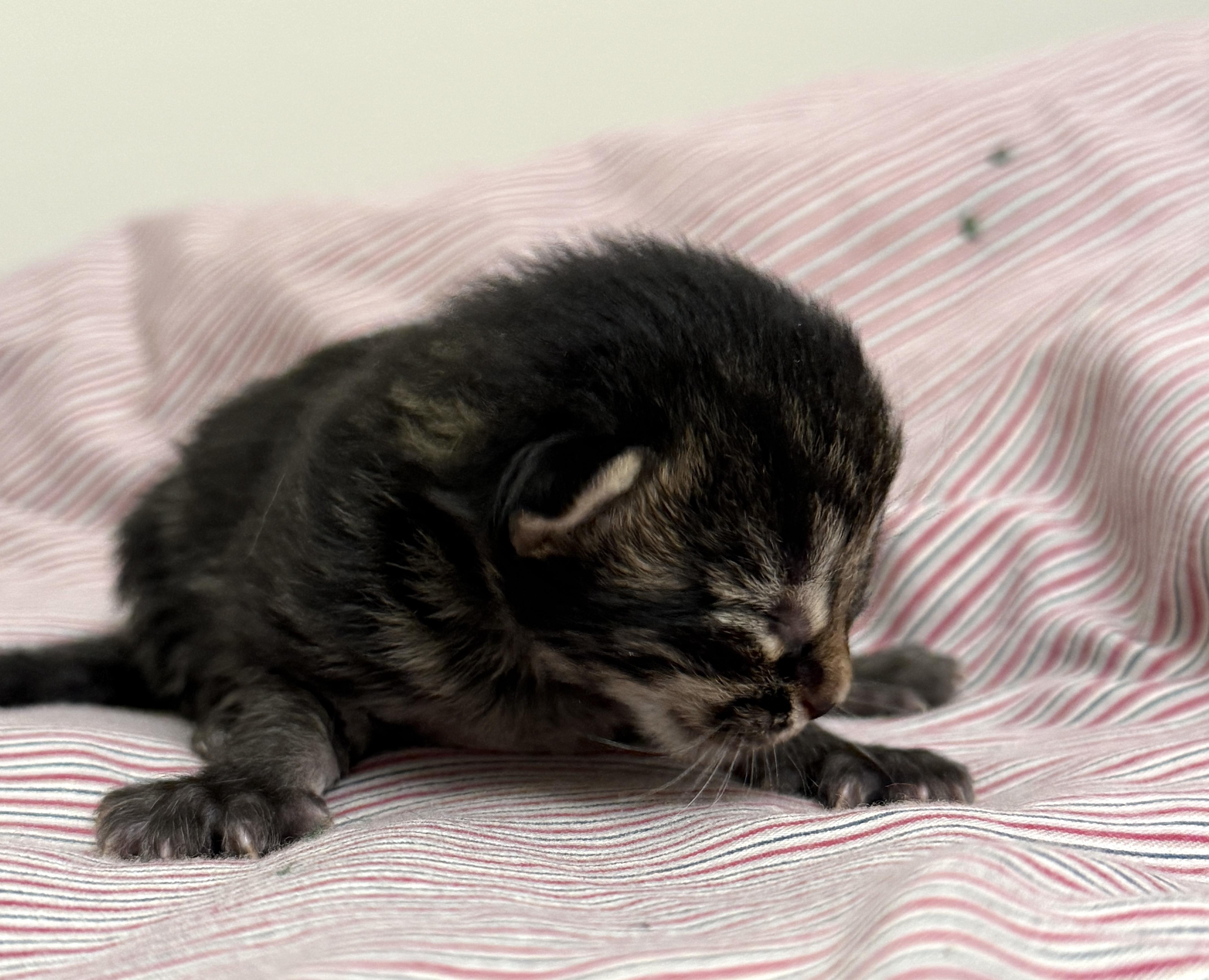 Enlarge Tigerkitty, a Adopted Domestic Long Hair in St. Paul, MN image 4/5