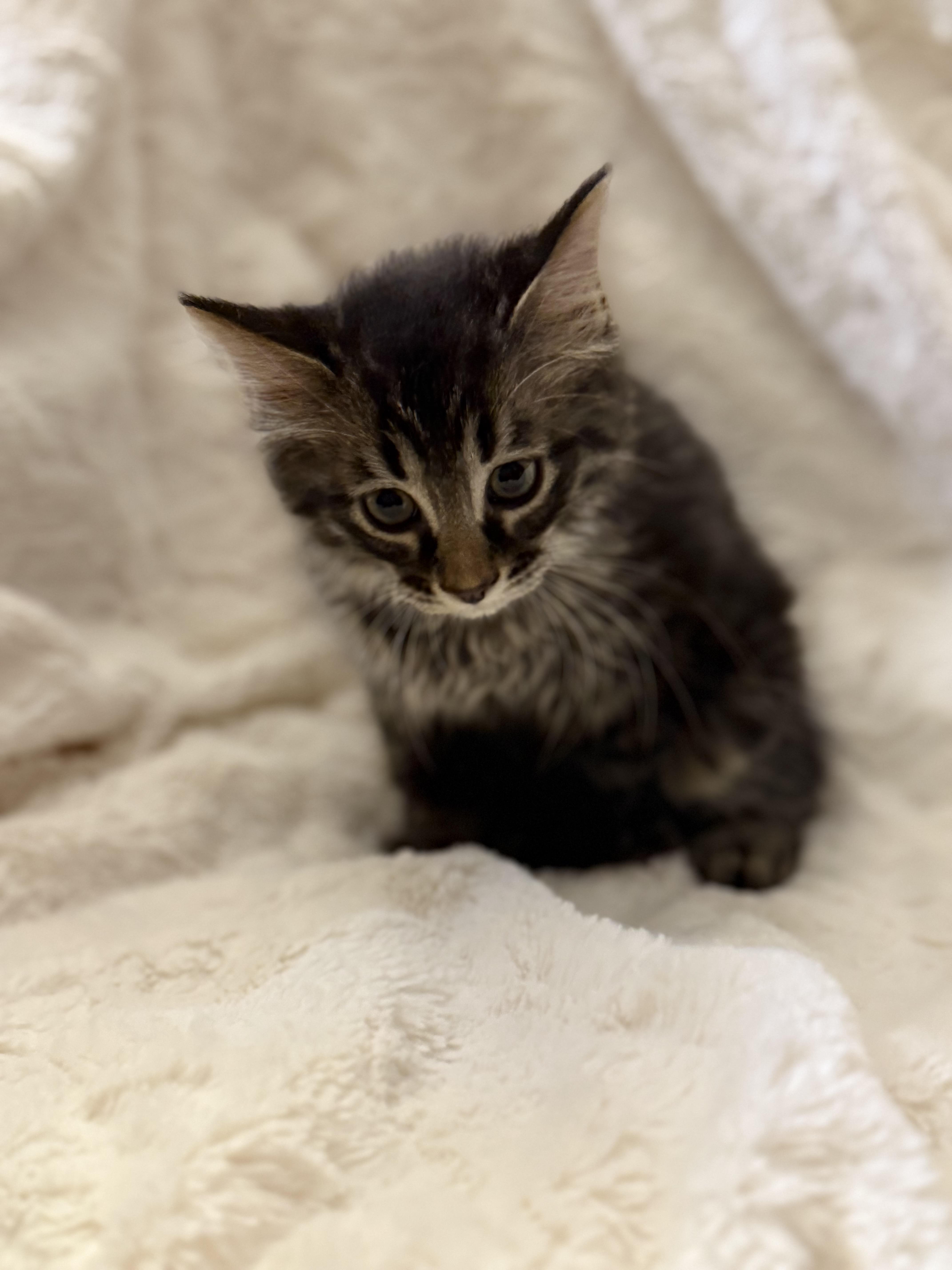 Enlarge Tigerkitty, a Adopted Domestic Long Hair in St. Paul, MN image 5/5