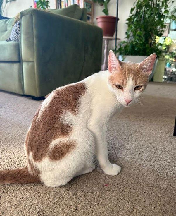 Gemini & Mystery - BONDED