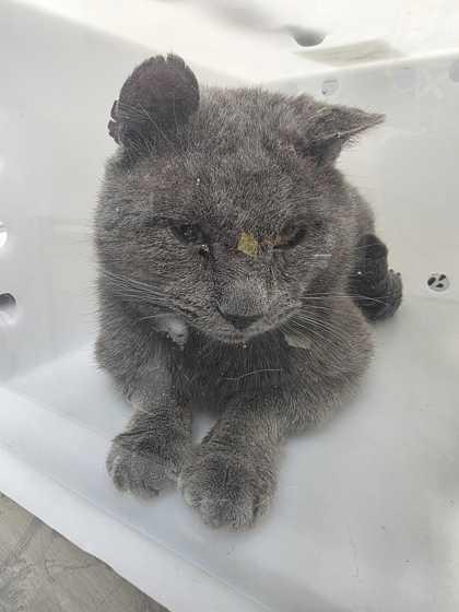 Enlarge Agron, a Adoptable mixed breed in Sevierville, TN image 2/3