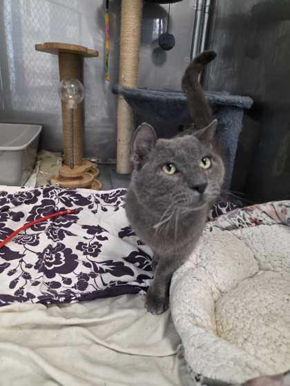 Enlarge Agron, a Adoptable mixed breed in Sevierville, TN image 3/3
