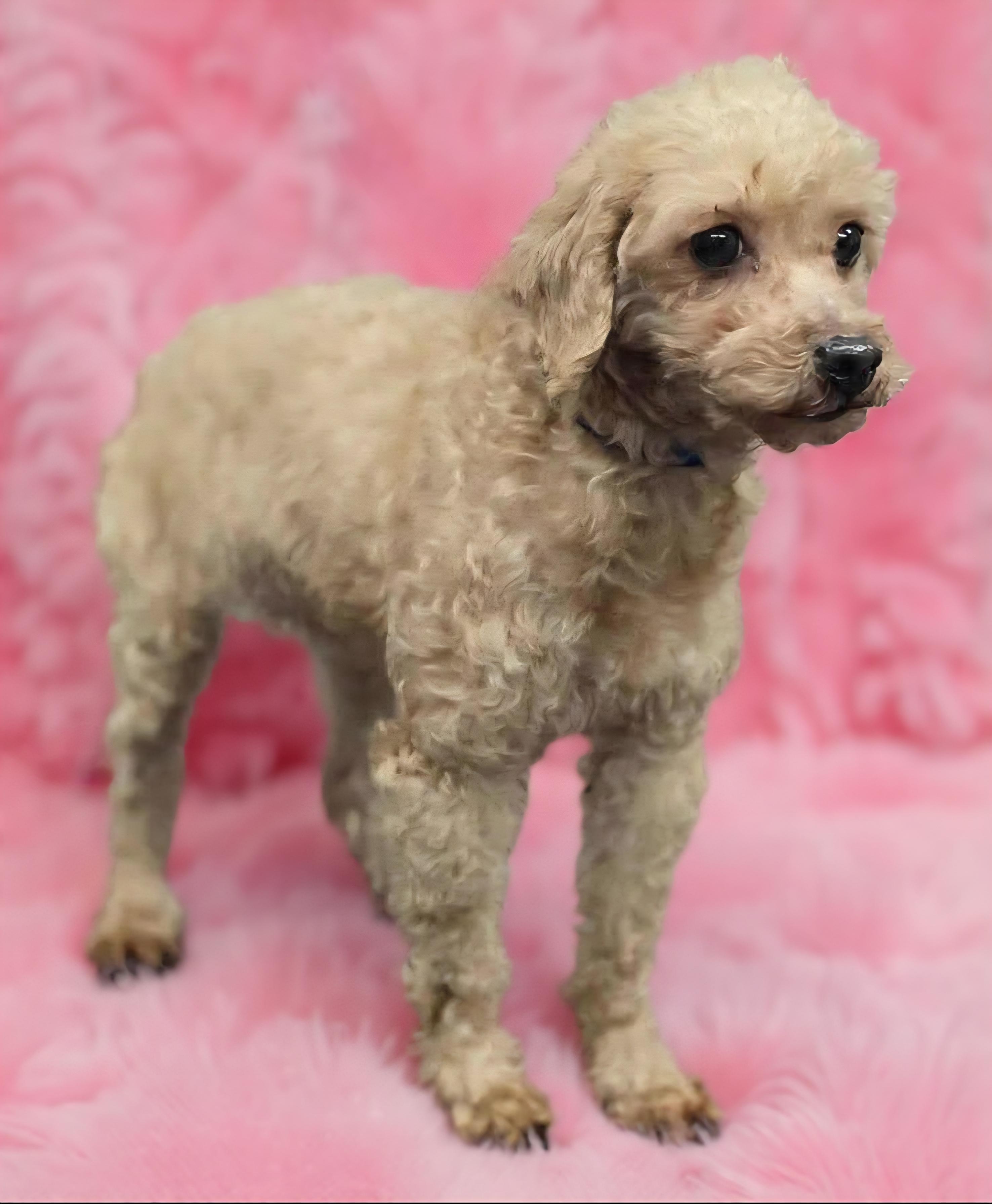 Enlarge Valerie, an adopted Miniature Poodle in Wheelersburg, OH image 2/2