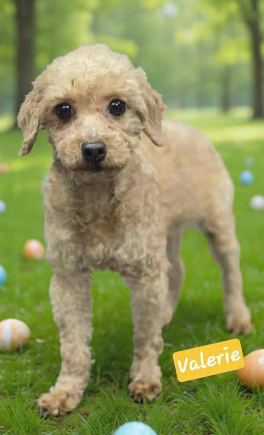 Enlarge Valerie, an adopted Miniature Poodle in Wheelersburg, OH image 1/2