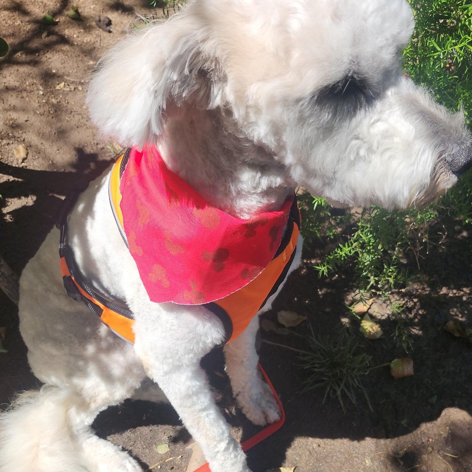 Enlarge Benji, an adopted mixed breed in Sun Valley, CA image 2/6