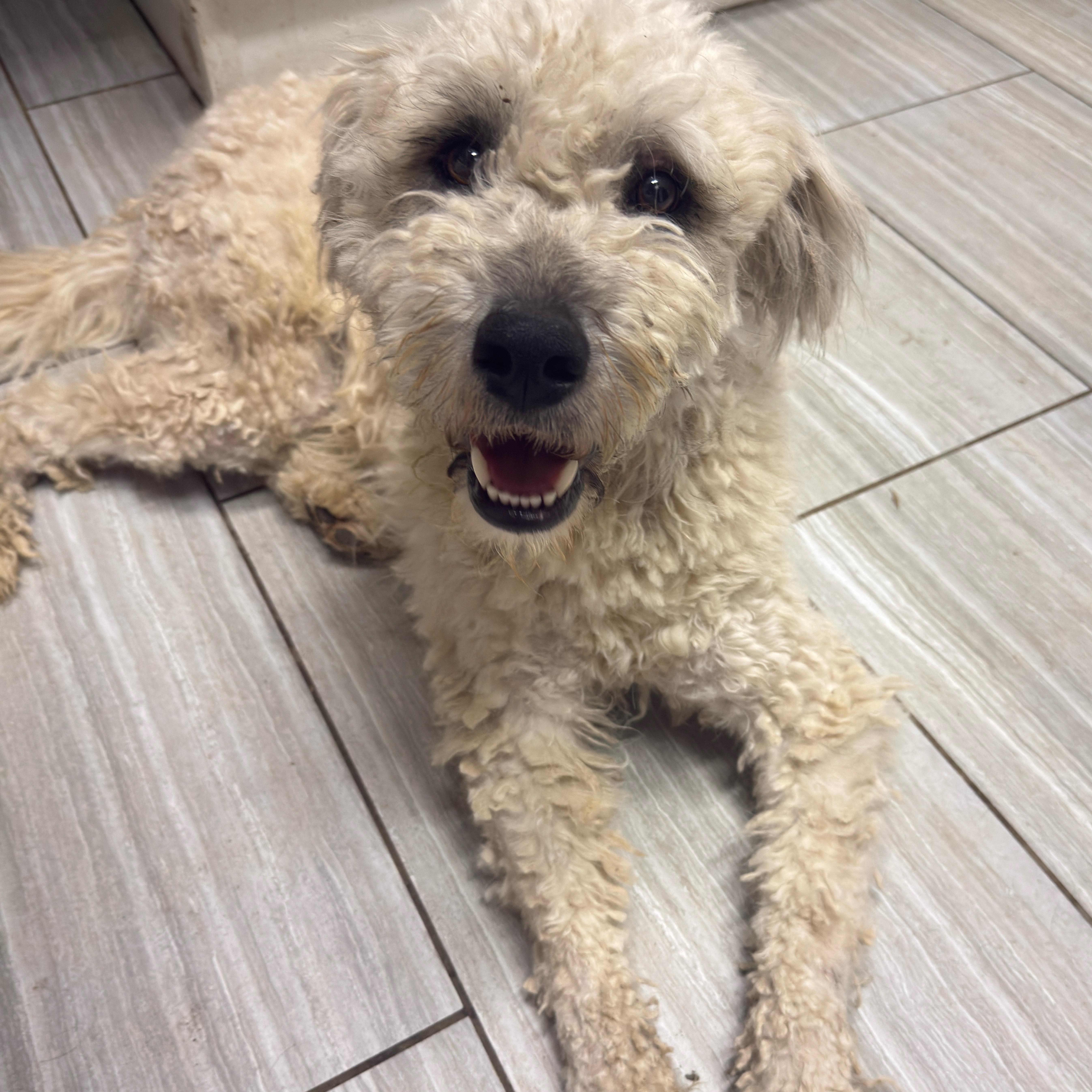 Enlarge Benji, an adopted mixed breed in Sun Valley, CA image 1/6