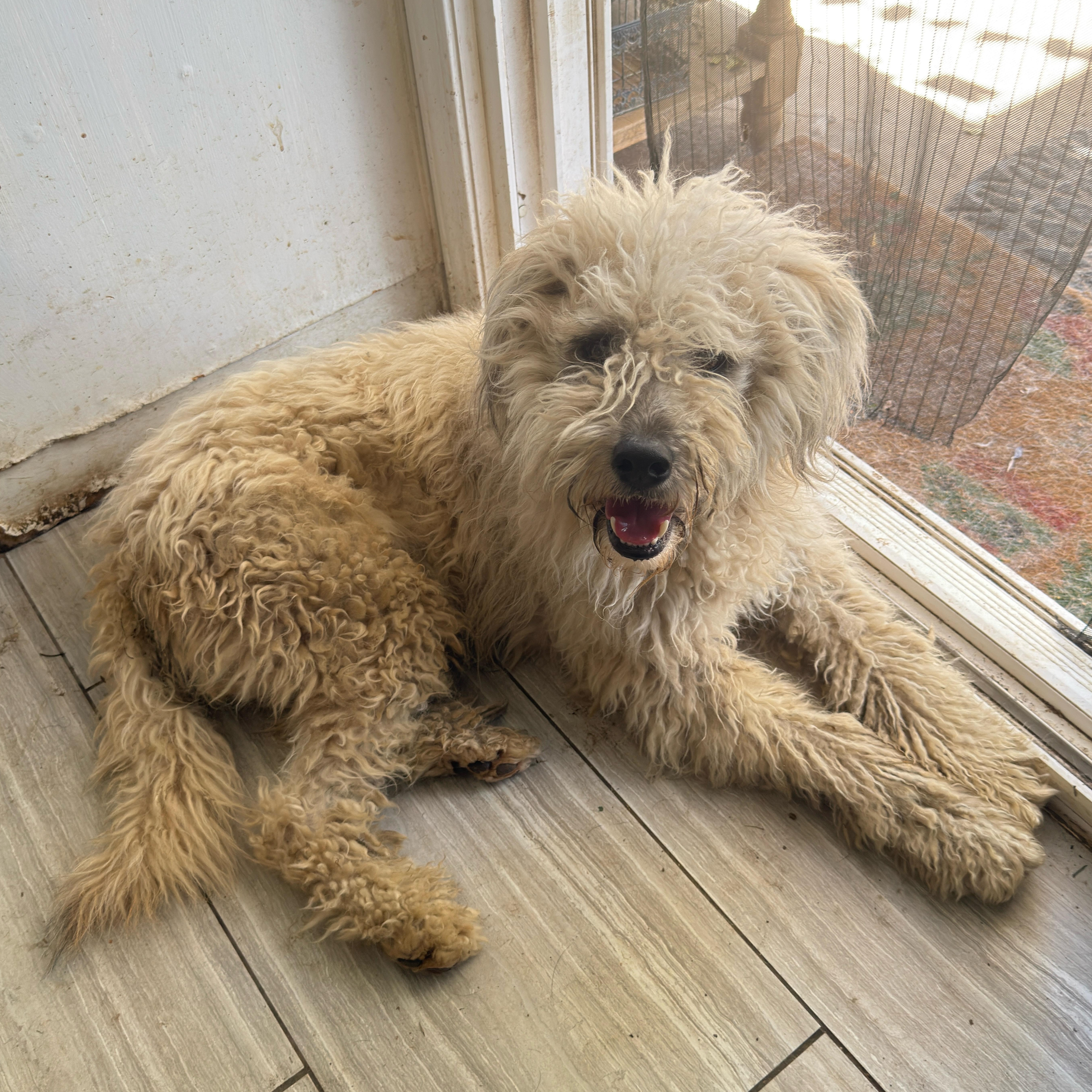 Enlarge Benji, an adopted mixed breed in Sun Valley, CA image 6/6