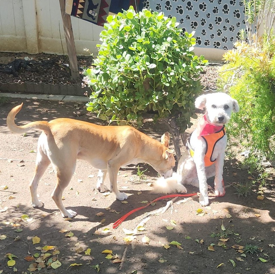 Enlarge Benji, an adopted mixed breed in Sun Valley, CA image 3/6